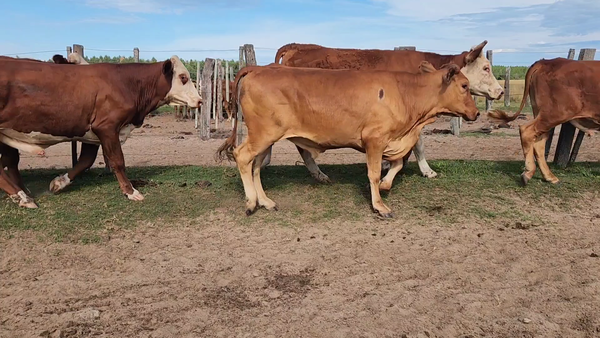 Lote 50 Novillitos en Concepción, Corrientes