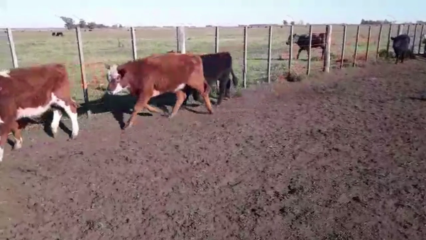 Lote 110 TERNS. MACHOS Y HEMBRAS, TANDIL, BS. AS.