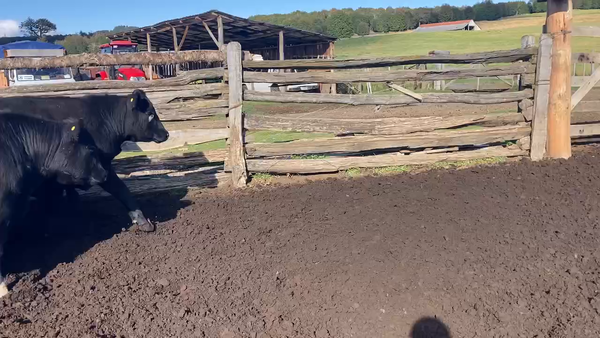 Lote 31 Novillo Engorda en Coyhaique, XI Región Aysén