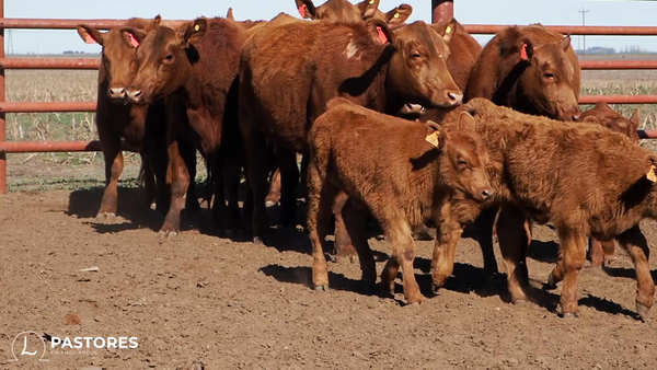 Lote CABAÑA PASTORES: 8 VAQUILLONAS COLORADAS  PARIDAS