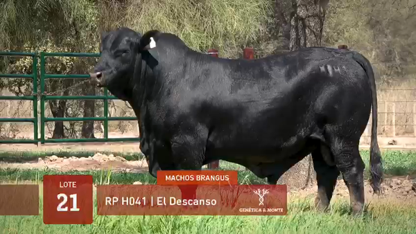 Lote 60 Terneras en Quimilí, Santiago del Estero