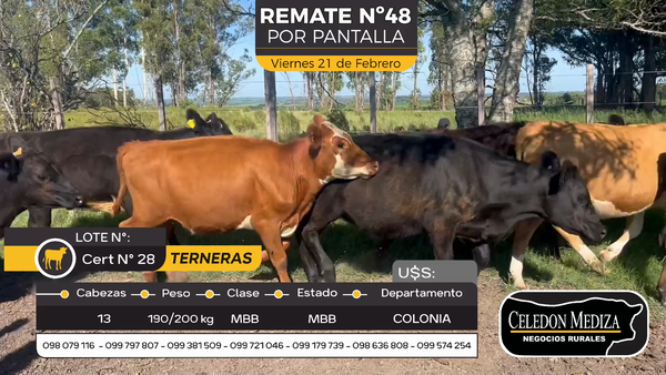 Lote 13 Terneras en Otra Localidad, Colonia