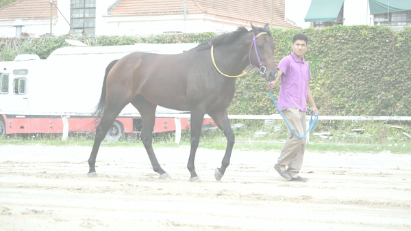 Lote AGILE RIDE (RERIDE - MUY PULPOSA) EN TRAINING