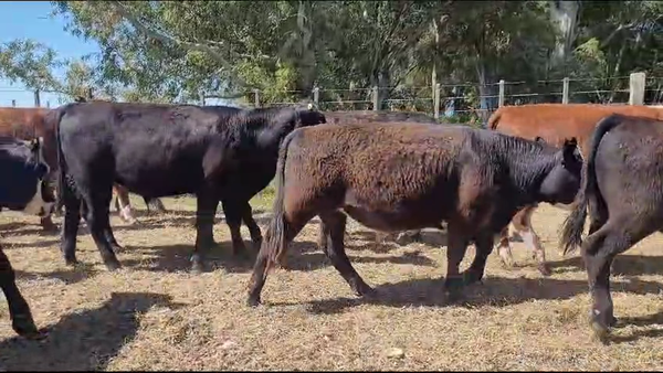 Lote 30 Novillitos en Benito Juárez, Buenos Aires