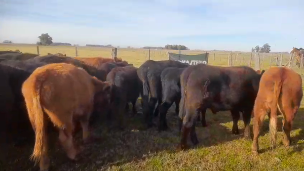 Lote 32 Novillitos en Pirovano