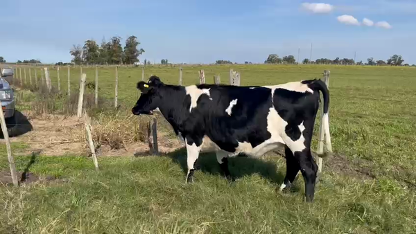 Lote Vaquillonas , San José