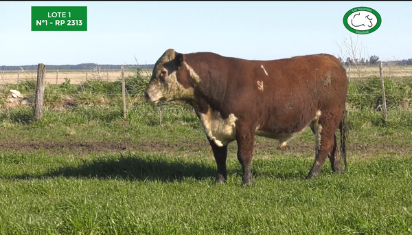 Lote Toros Polled Hereford Puros Registrados. Las Nazarenas