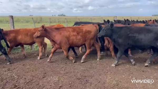 Lote 260 Terneros en Tapalqué, Buenos Aires