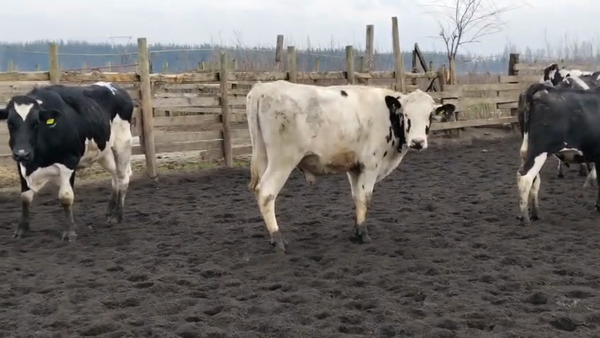 Lote 22 Novillo Gordo en Cabrero, VIII Región Biobío