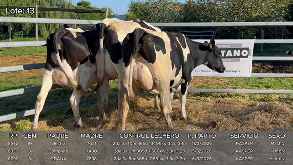 Lote Vacas