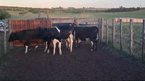 Lote TERNEROS HOLANDO