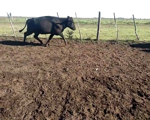 Lote En Trenque Lauquen 30 Vacas Vacias