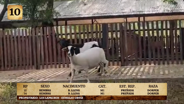 Lote LOTE 10