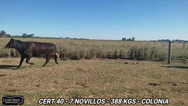 Lote 7 Novillos 1 a 2 años en Tarariras, Colonia