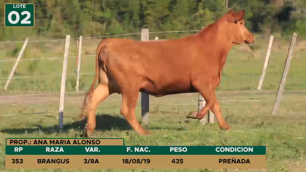 Lote HEMBRAS LOTE 2