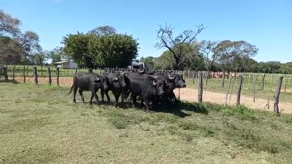 Lote 35 BUBILLAS PARA SERVICIO