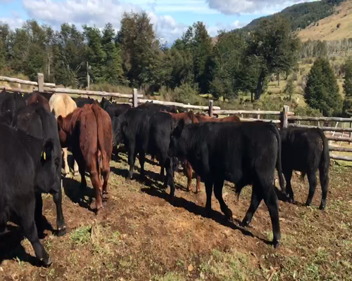 Lote 40 Ternero en Coyhaique, XI Región Aysén