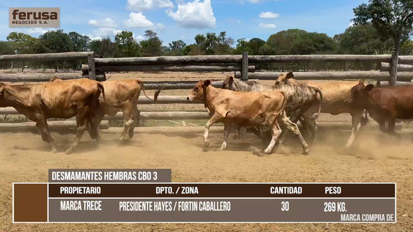 Lote LOTE 4