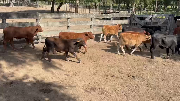 Lote 80 Terneros/as en Chaco, La Eduvigis