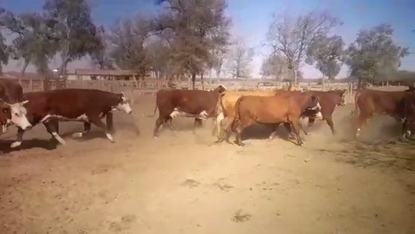 Lote 58 Toros de invernar en J.J. Castelli, Chaco