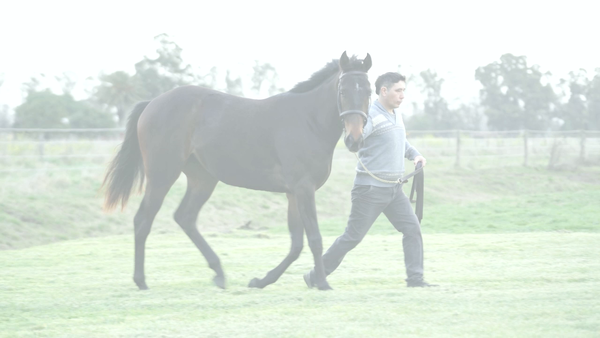 Lote MAYORA NIK (NICODEMUS - HIDDEN MAY)