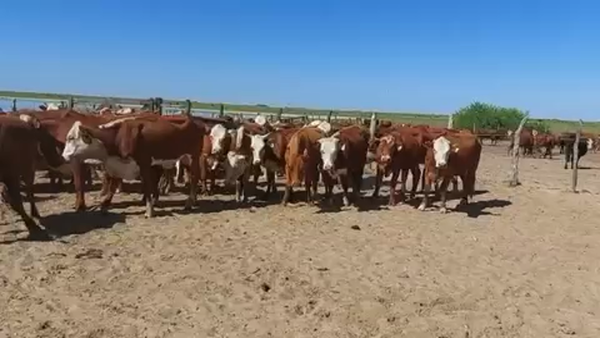 Lote 55 Vaquillonas en Esquina, Corrientes