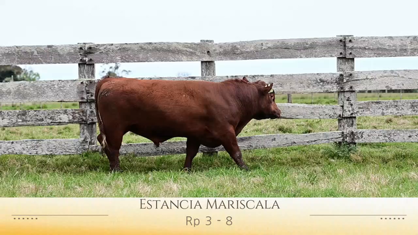 Lote Toros Red Angus SA