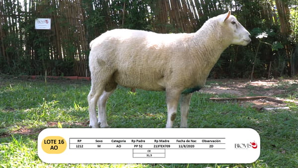 Lote Lote 16 - AO
