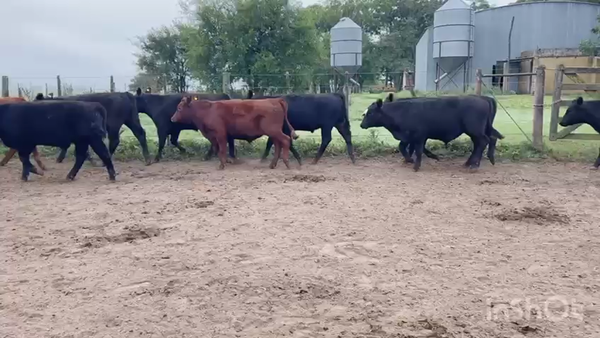 Lote 18 Novillitos