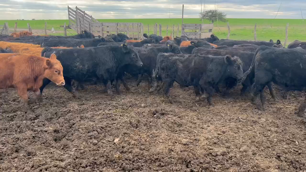 Lote 50 Terneros en Maciá, Entre Ríos