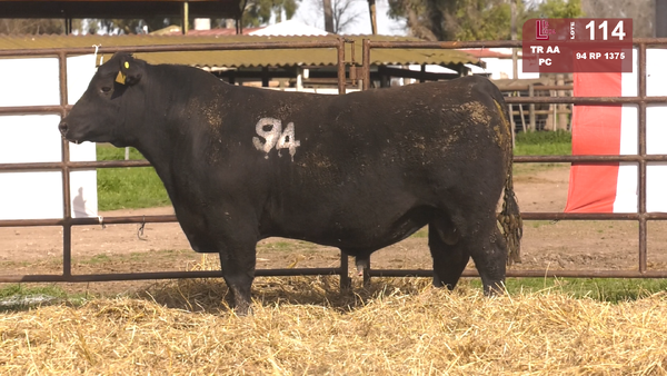 94 1375 — TOROS ANGUS NEGROS  PC