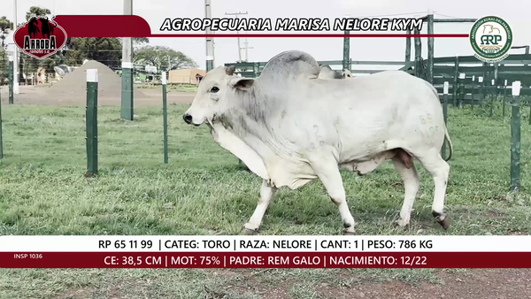 Lote TORO