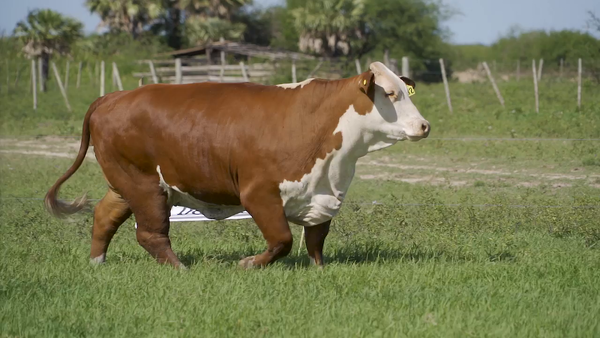 Lote VAQUILLA BRAFORD