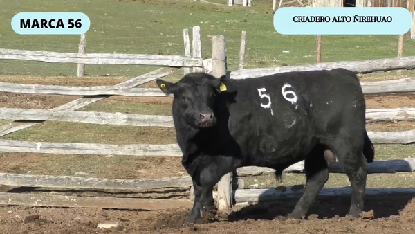 Lote 1 Toro en Coyhaique, XI Región Aysén