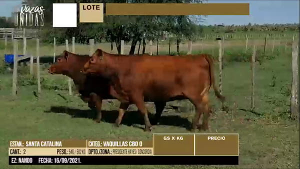 Lote LOTE 58 - 2 VAQUILLAS PREÑADAS CBO 0