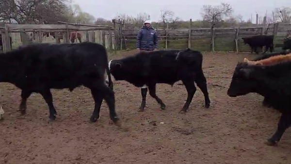 Lote 70 TERNS. MACHOS, EN IBICUY, ENTRE RÍOS