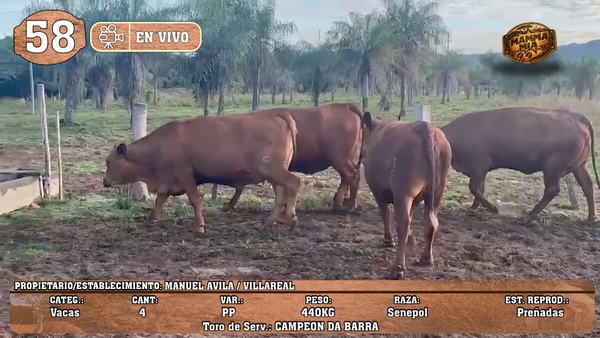 Lote LOTE 58 -EN VIVO