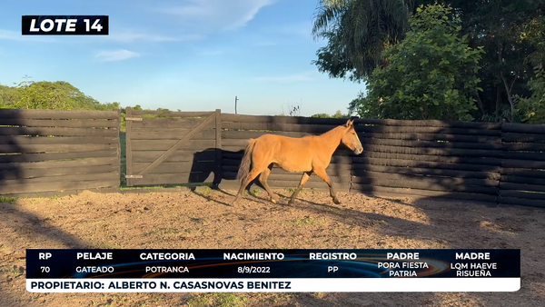 Lote LOTE 14