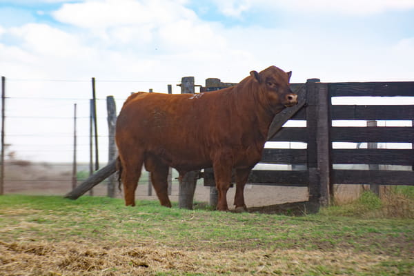 Lote Toros