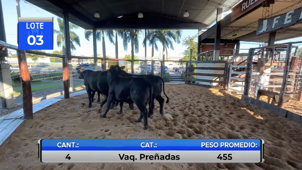Lote VAQUILLAS BRANGUS PREÑADAS  -LOTE 3