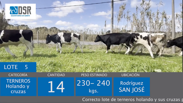 Lote Lote 5 - Ganado