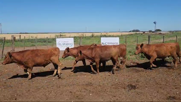 Lote 60 Novillitos