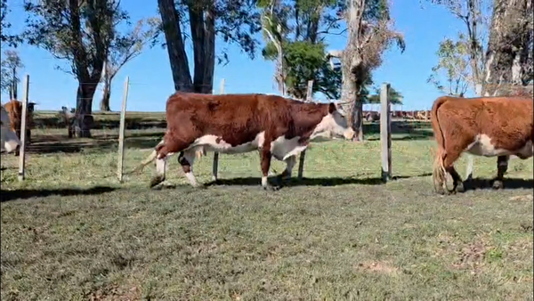 Lote 78 VACAS Y VAQUILLONAS  PREÑADAS