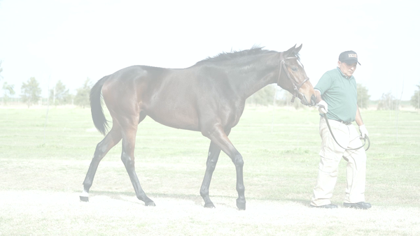 Lote MORENA NINITA (MOOTASADIR -  NIKITA STRIPES)