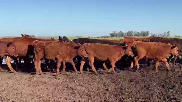 Lote 72 TERNS MACHOS, PEHUAJO, PCIA. DE BS. AS.