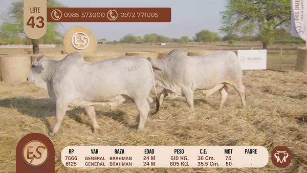 Lote TOROS BRAHMAN 24 MESES