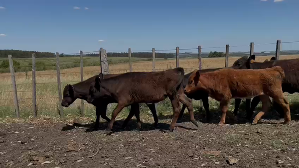 Lote Terneros y Terneras