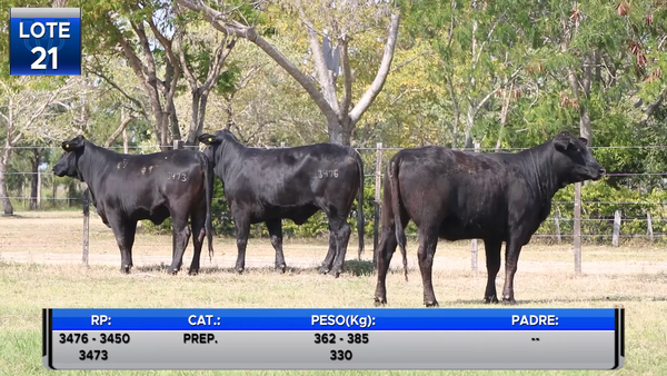 Lote VAQUILLAS BRANGUS PREÑADAS  -LOTE 21