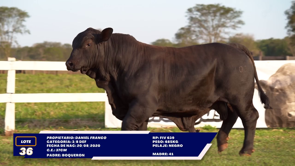 Lote LOTE 36