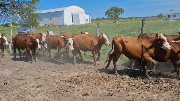 Lote 100 Vaquillonas en Corrientes, San Lorenzo